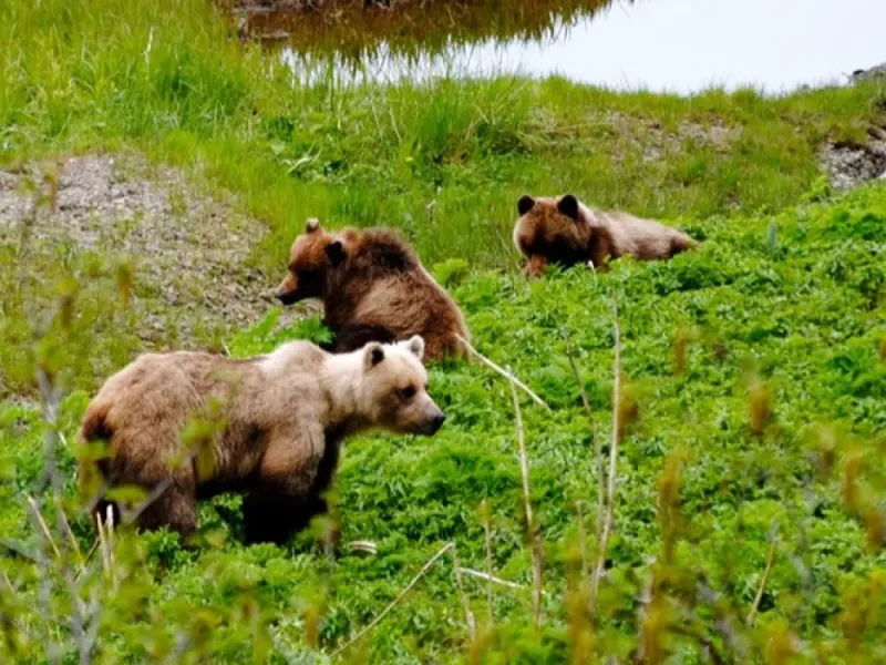 Bear and Wildlife Tour