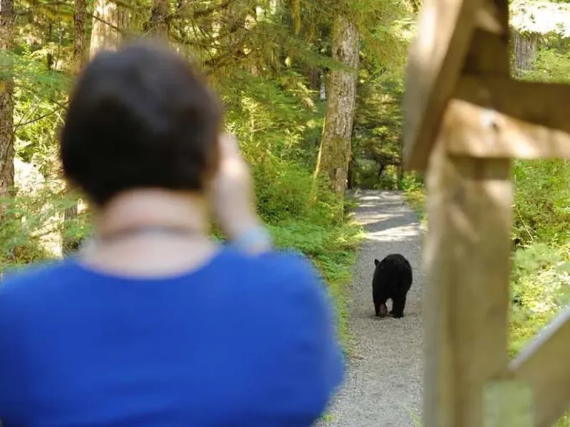 Traitors Cove Bear Viewing Tour