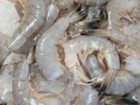 Local Chesapeake Bay Shrimp