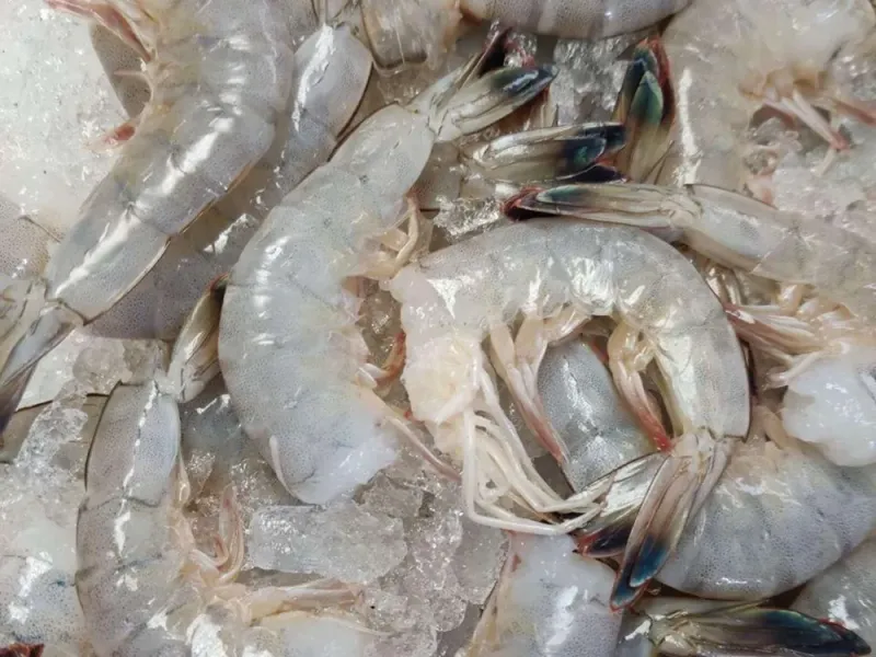Local Chesapeake Bay Shrimp