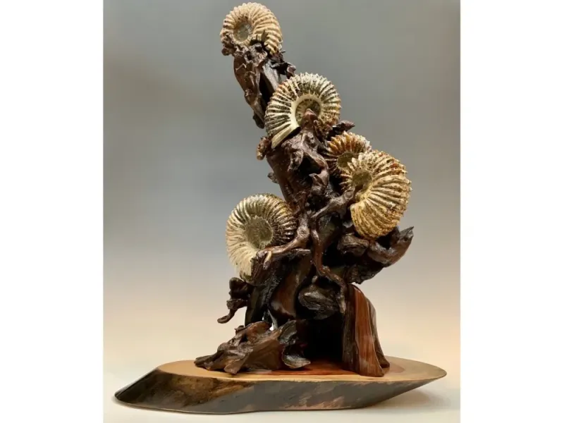 Ammonite Fossils and Rose Wood