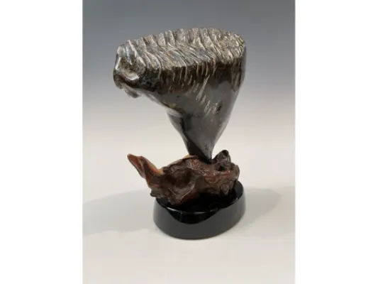 Fossil Mammoth Molar