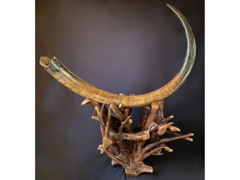 Alaska Fine Arts Fossilized Mammoth Tusk