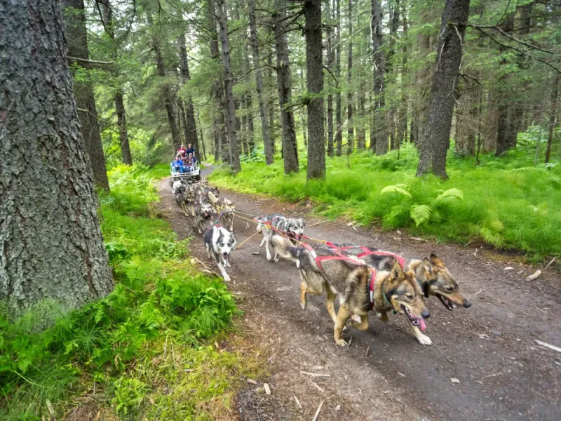 Turning Heads Kennel Tour & Dog Sled Ride