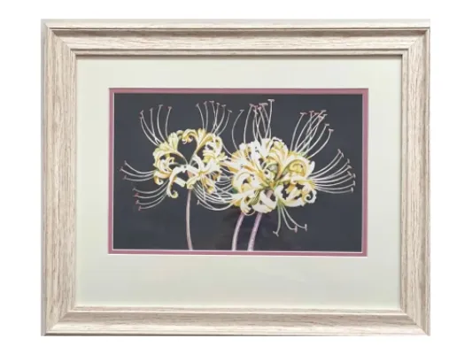 Alice Tersteeg's “White Spider Lily”  Original Watercolor Framed Painting