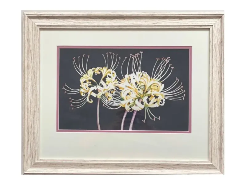 Alice Tersteeg's “White Spider Lily”  Original Watercolor Framed Painting