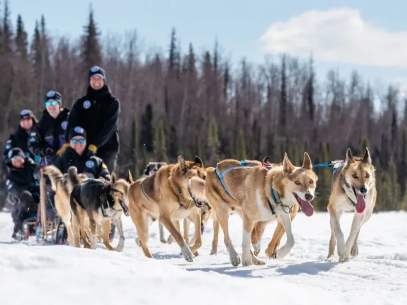 Iditarod Team Winter Sled Ride On Private Trails