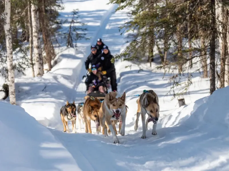 Iditarod Team Christmas Special