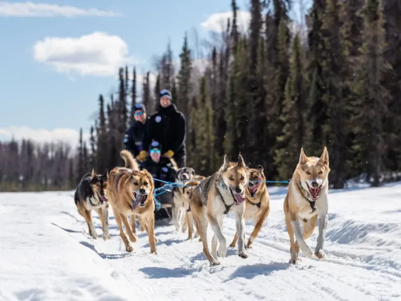 Full-Day Iditarod Training Run On Private Trails