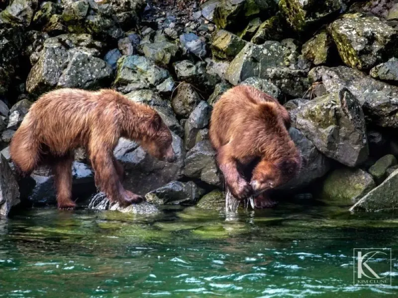 Chilkoot Lake Nature and Wildlife Viewing - Haines Departure