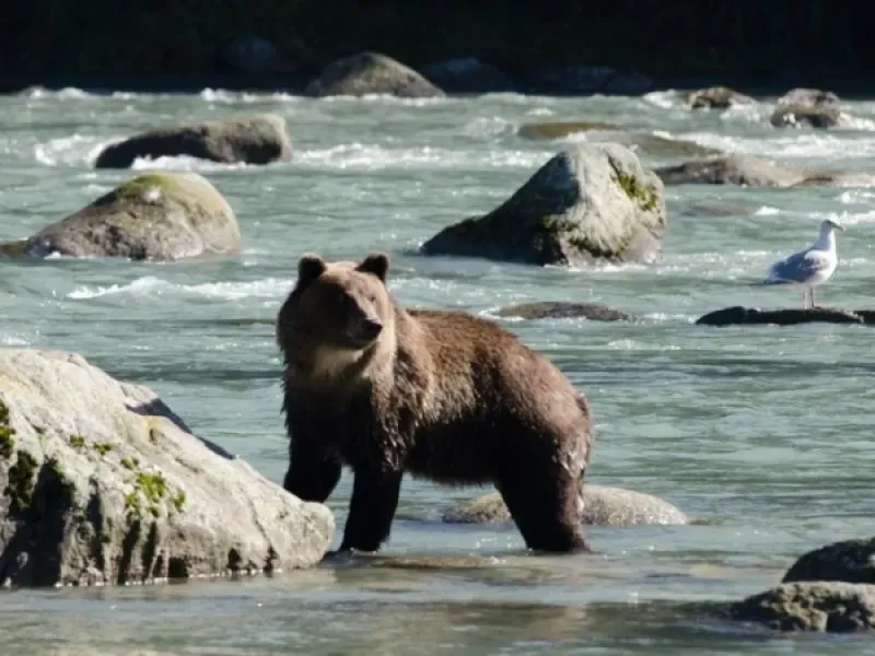 Chilkoot Lake Nature and Wildlife Viewing - Departs from Skagway