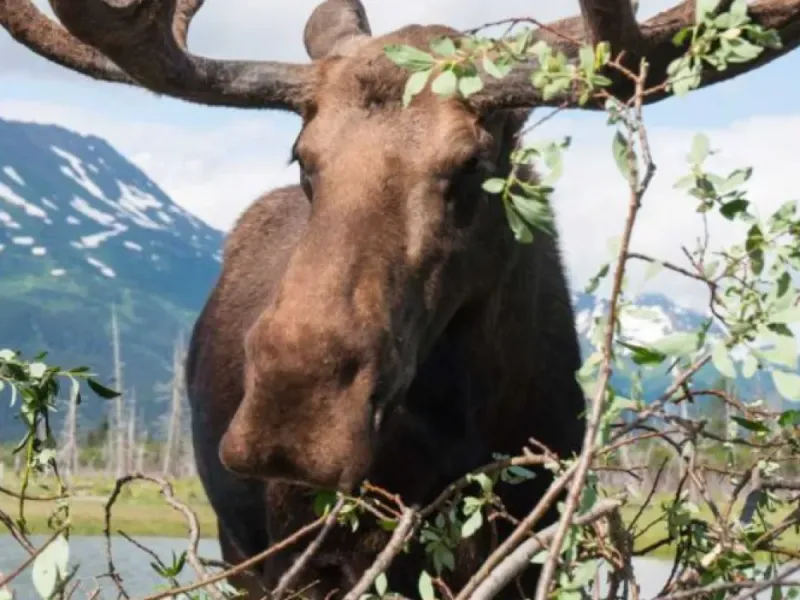 Anchorage Wildlife Tour