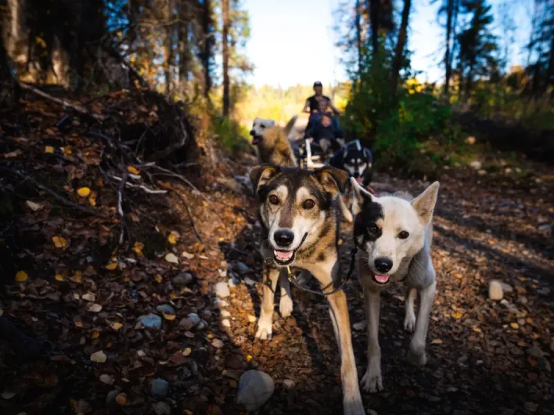Dallas Seavey Talkeetna Dryland Dog Sledding Tour