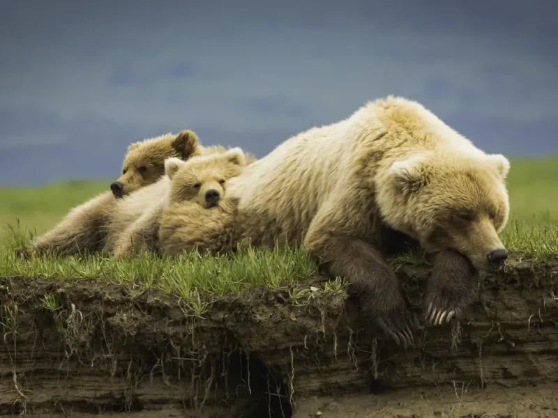 Guided Expedition into Katmai Bush
