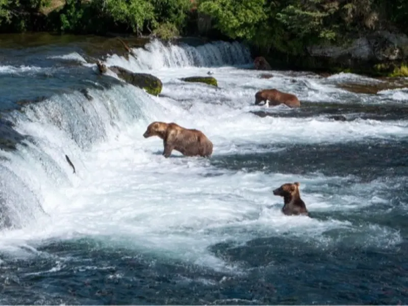 Brooks Falls Self-Guided Trip