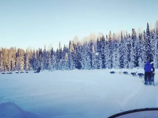 Winter Dog Mushing