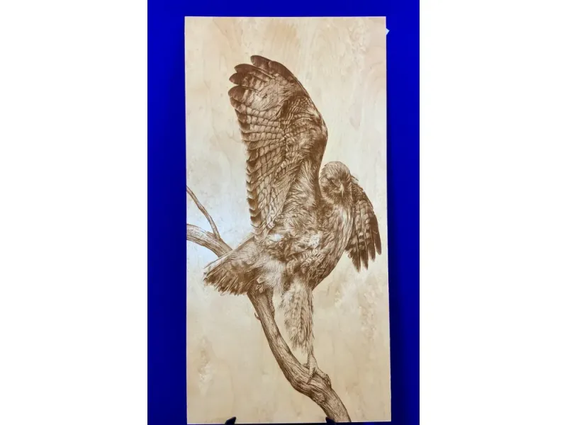 Hawk on a Branch