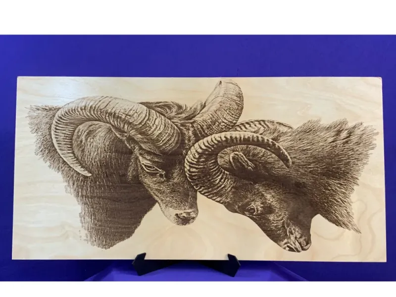 Alaskan Rams