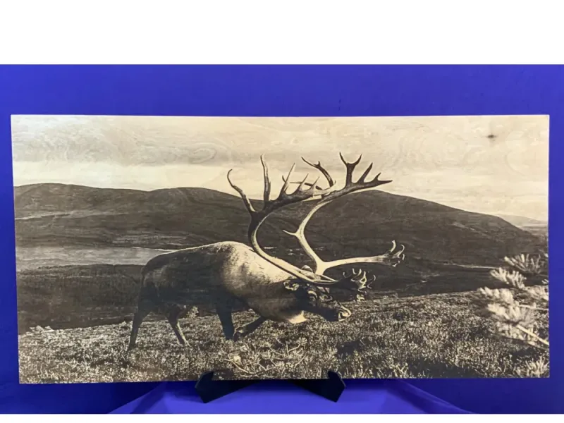 Caribou Roaming the Tundra