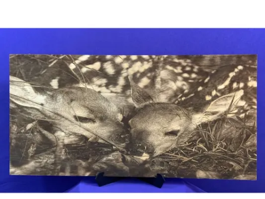 Two Baby Deer