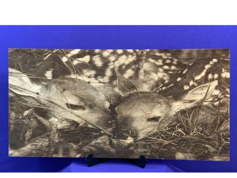 Two Baby Deer
