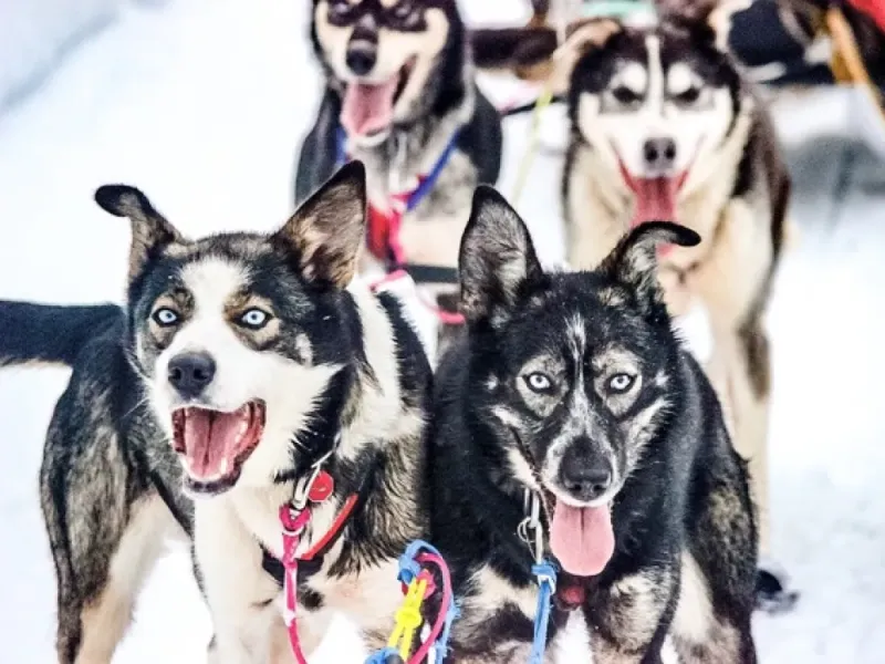 3hr Winter Dog Sled Tour in Knik, Alaska