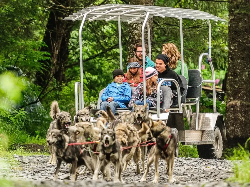 Turning Heads Kennel Tour & Dog Sled Ride