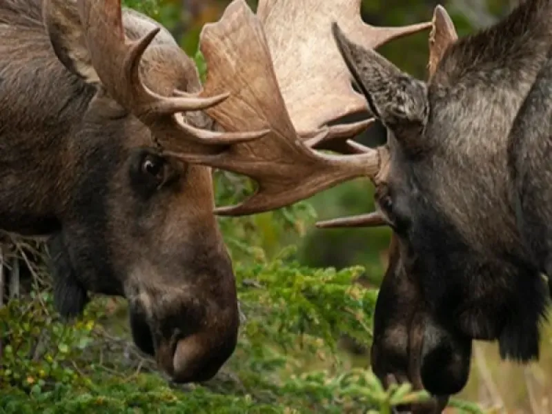 Individual Private Moose Photo Safari
