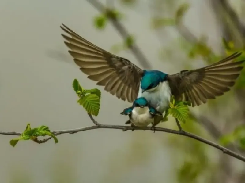 Focus On Feathers Group Tours