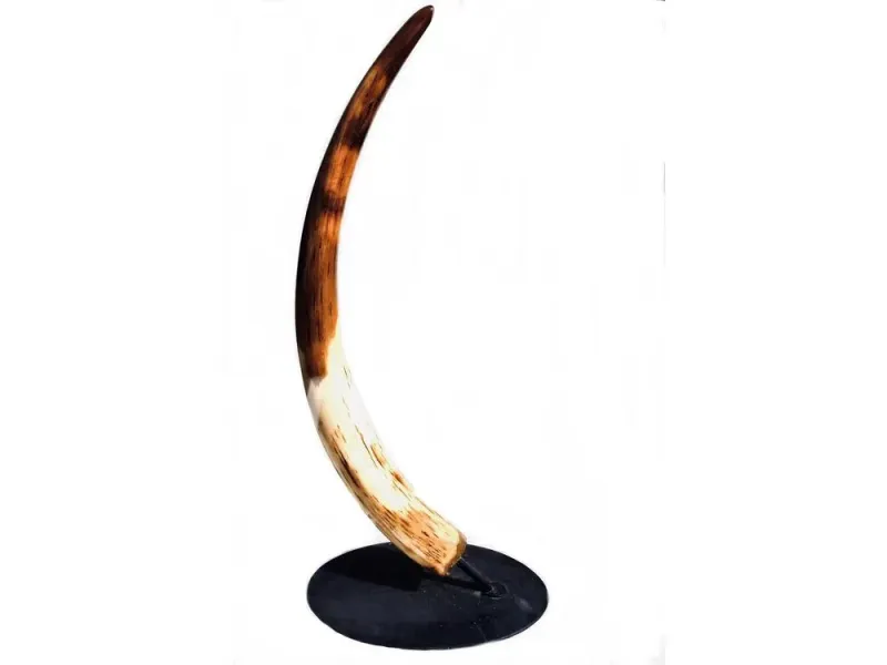 Fossilized Woolly Mammoth Tusk