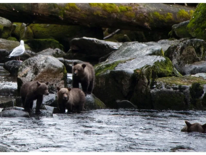Anan Bear Viewing Tour