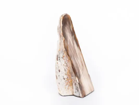 Polished McDermitt Petrified Wood