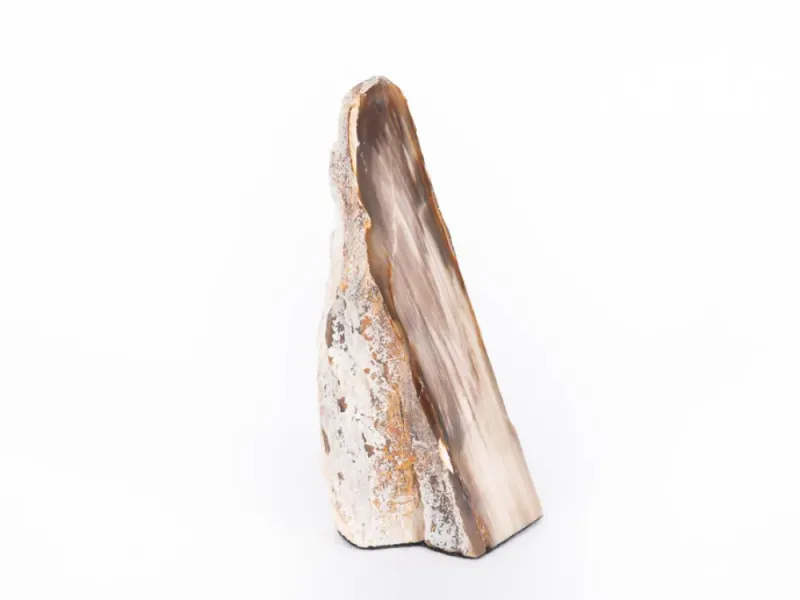 Polished McDermitt Petrified Wood