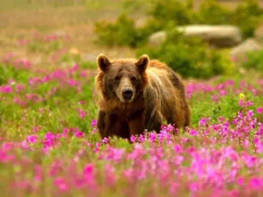 Wildlife Safari & Bear Viewing Adventure