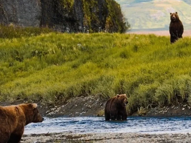Wildlife Safari & Bear Viewing Tour