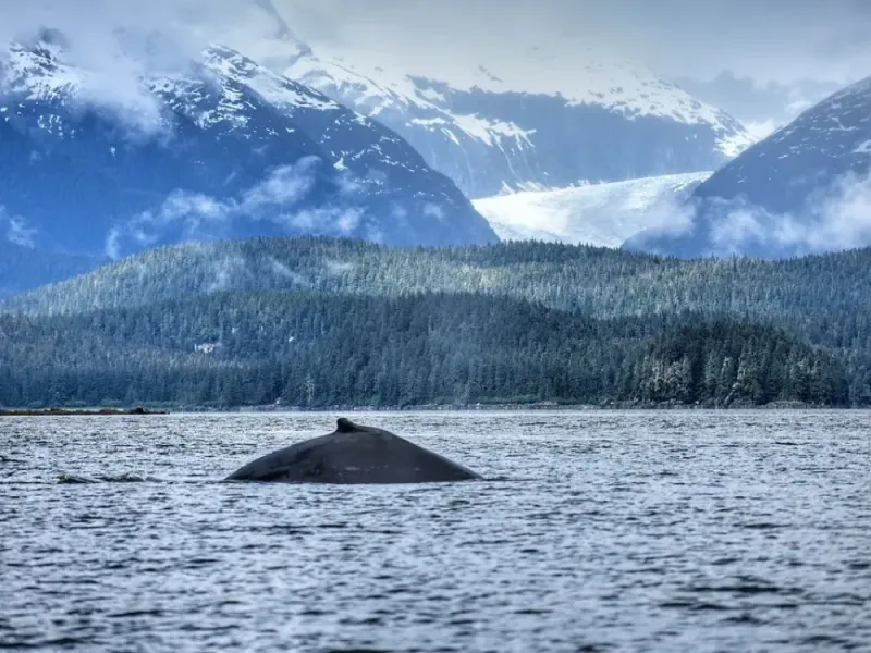 Pet the Puppies & Juneau Whale Watch Combo - Unable to sync with FareHarbor