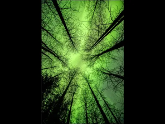 "They're Here!" Aurorua Borealis Photography