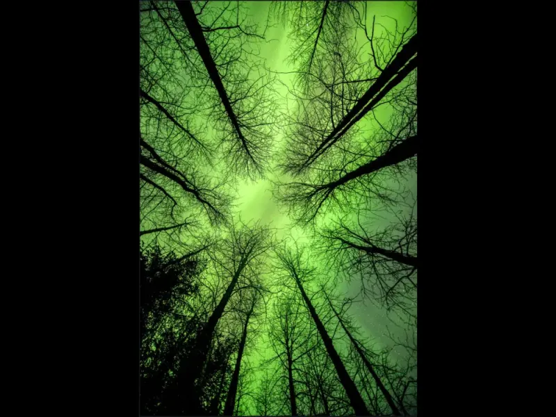 "They're Here!" Aurorua Borealis Photography