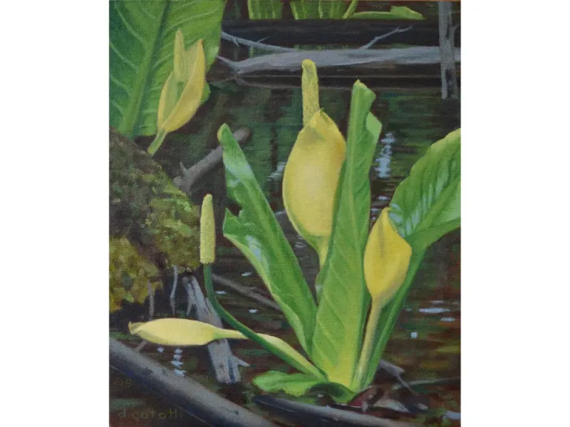 Lysichiton americanum - Skunk Cabbage, 12"x10" original oil on canvas
