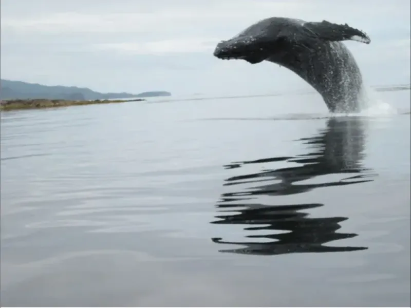 2 Hour Whale & Ocean Wildlife Tour