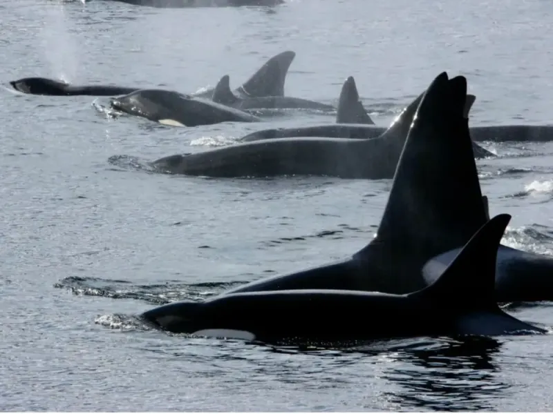3 Hour Whale & Ocean Wildlife Tour