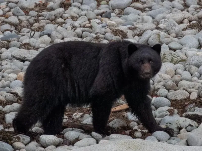 4 Hour Bear & Backwaters Wildlife Tour