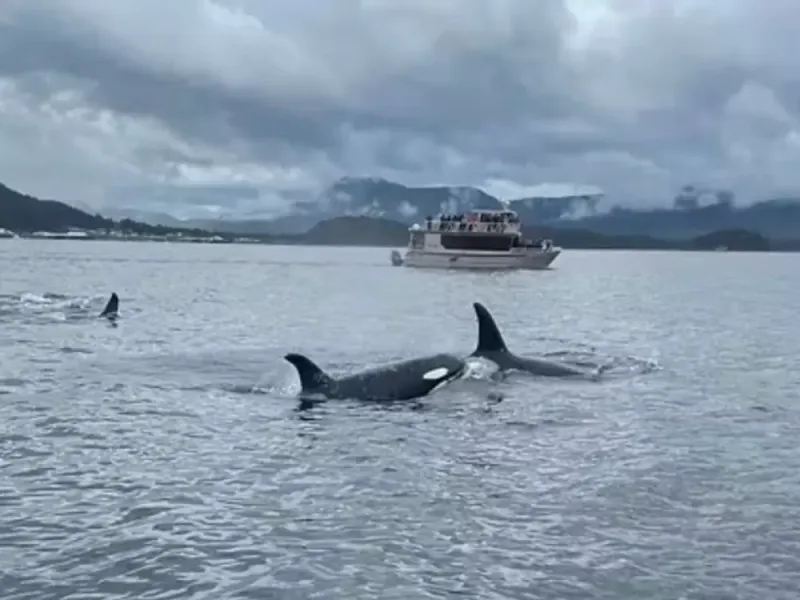 Icy Strait Whale Watching