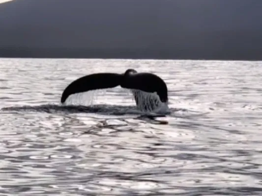 Sitka Scenic Whale Tours