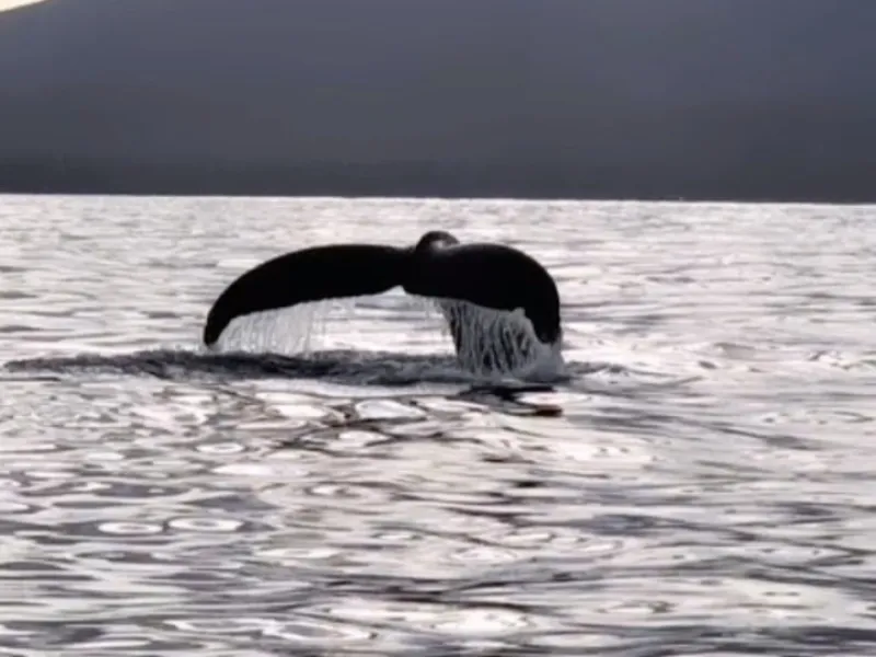 Sitka Scenic Whale Tours