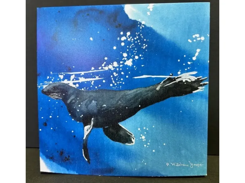 Sealife Cards, Sea Lion