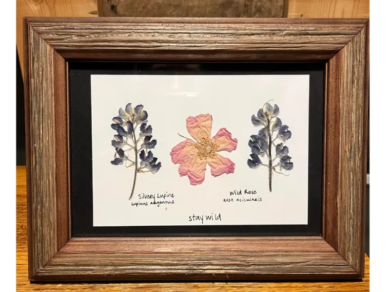 Rose and Lupine