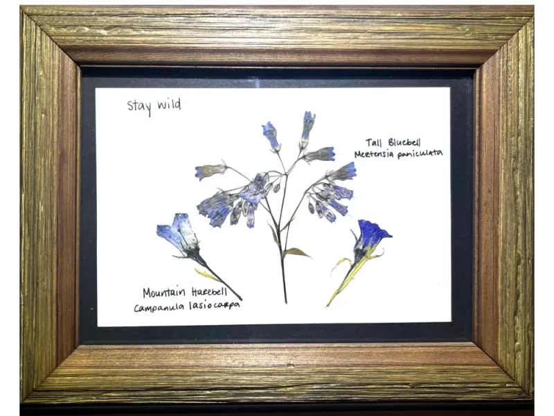 Bluebell and Harebell