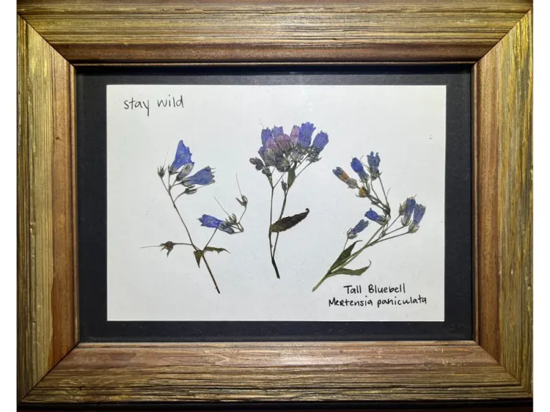 Bluebells