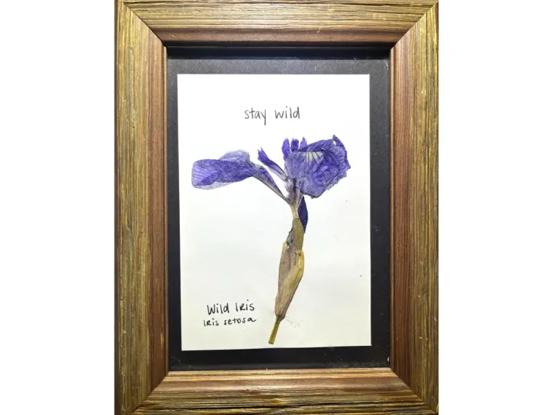 Wild Iris 1